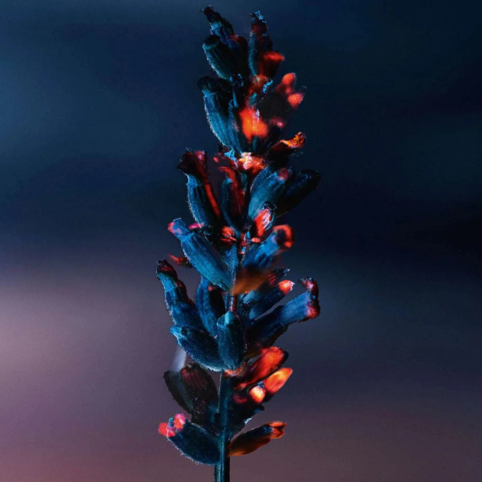 Dior Sauvage Elixir Men 60ml - Image 3